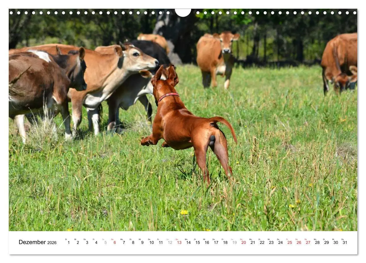 Bild: 9783516072730 | Rhodesian Ridgebacks (Wandkalender 2026 DIN A3 quer), CALVENDO...
