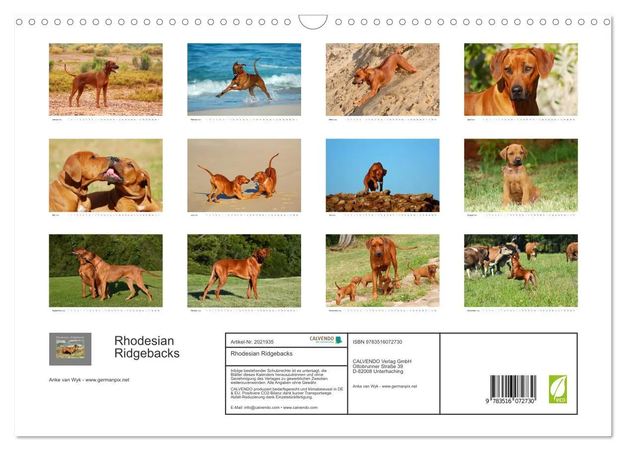 Bild: 9783516072730 | Rhodesian Ridgebacks (Wandkalender 2026 DIN A3 quer), CALVENDO...