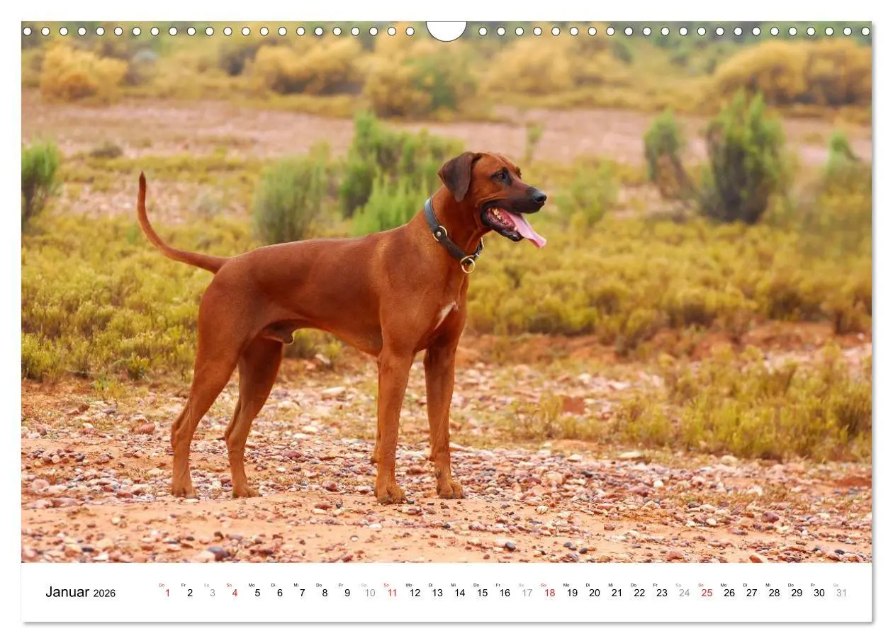 Bild: 9783516072730 | Rhodesian Ridgebacks (Wandkalender 2026 DIN A3 quer), CALVENDO...