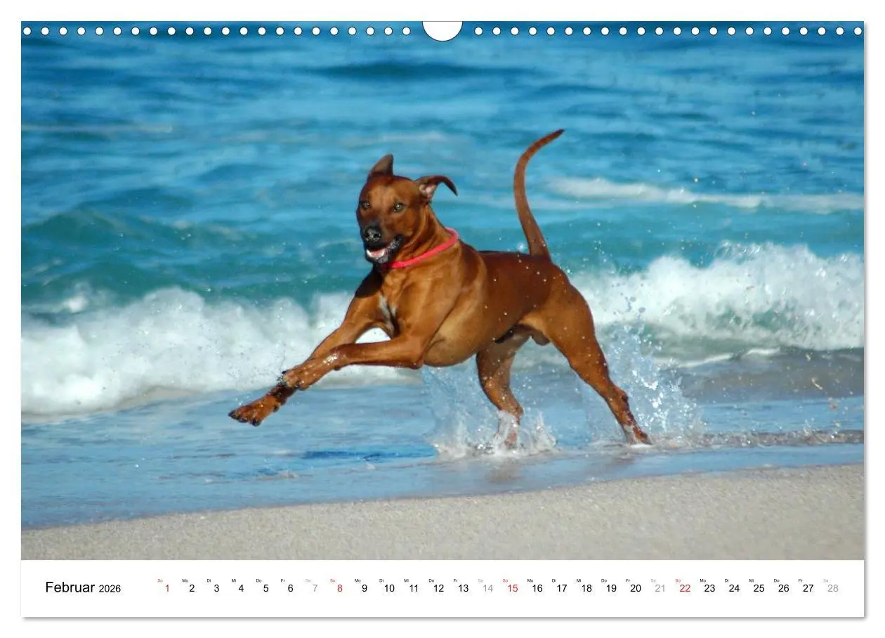 Bild: 9783516072730 | Rhodesian Ridgebacks (Wandkalender 2026 DIN A3 quer), CALVENDO...
