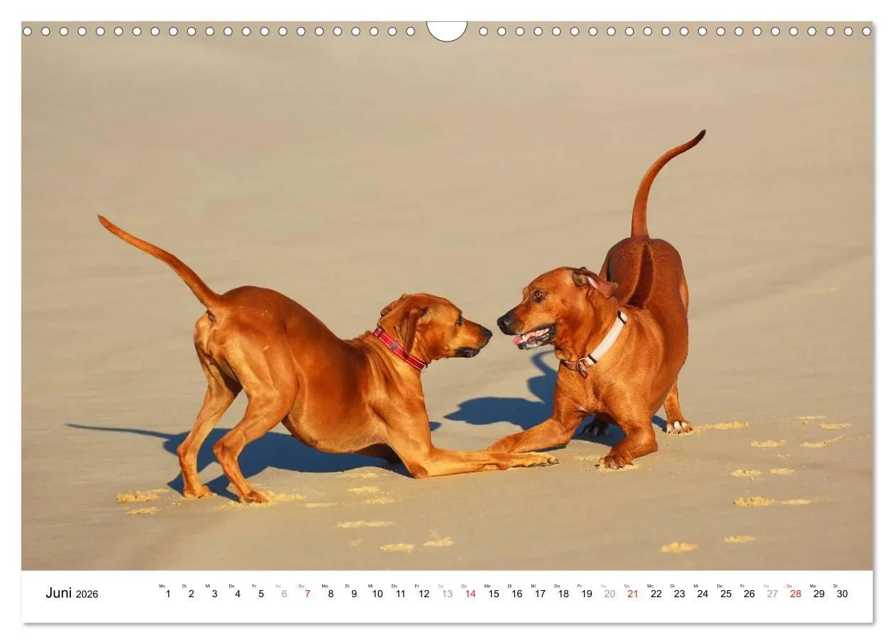 Bild: 9783516072730 | Rhodesian Ridgebacks (Wandkalender 2026 DIN A3 quer), CALVENDO...