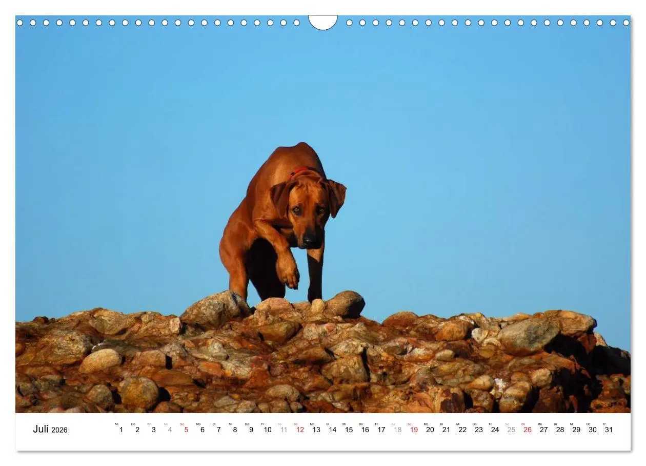 Bild: 9783516072730 | Rhodesian Ridgebacks (Wandkalender 2026 DIN A3 quer), CALVENDO...