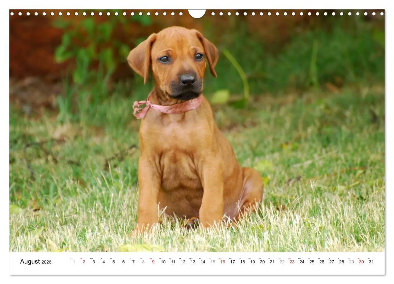 Bild: 9783516072730 | Rhodesian Ridgebacks (Wandkalender 2026 DIN A3 quer), CALVENDO...