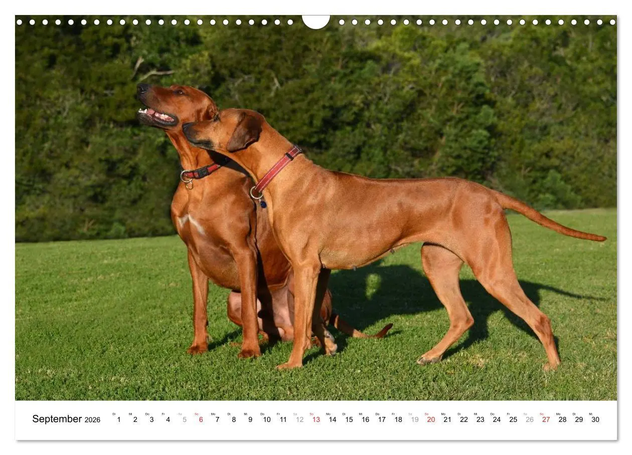 Bild: 9783516072730 | Rhodesian Ridgebacks (Wandkalender 2026 DIN A3 quer), CALVENDO...