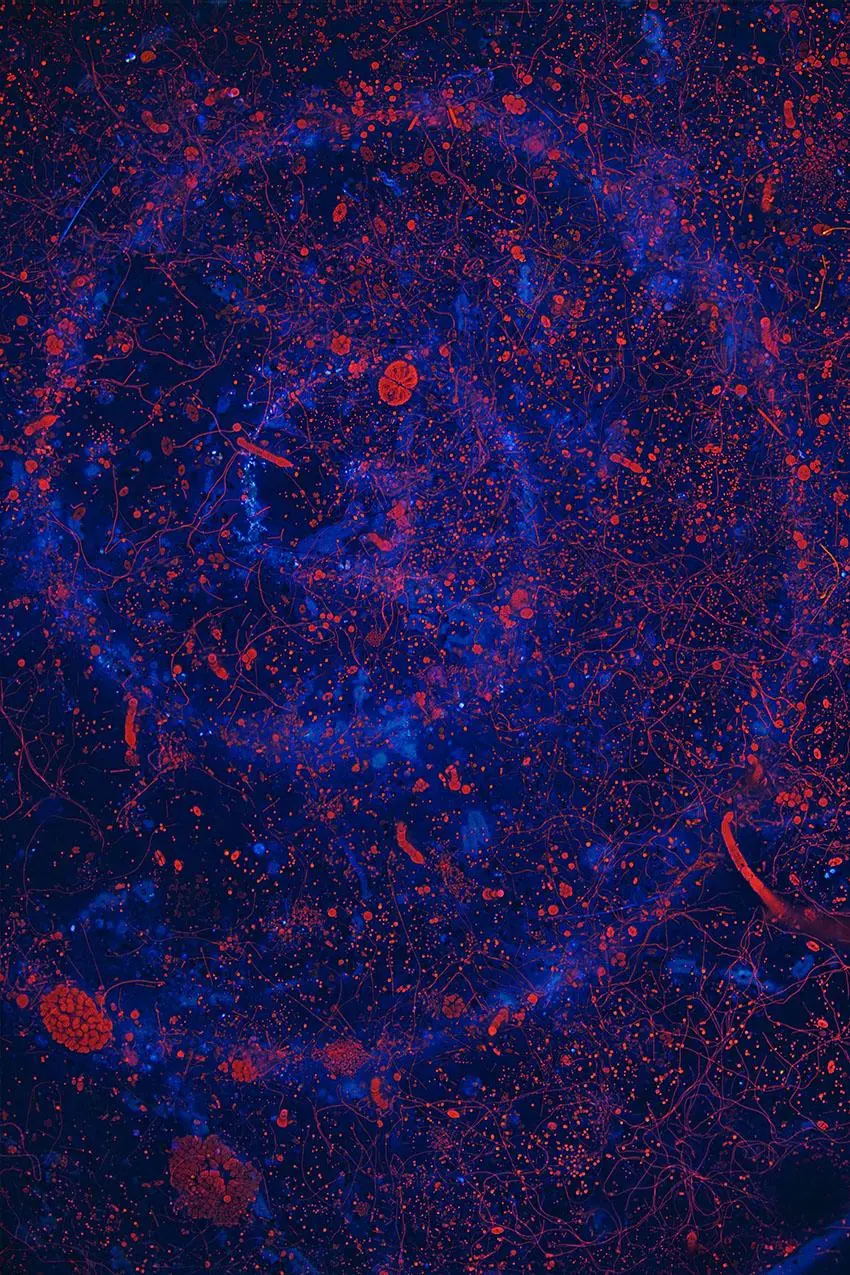 Bild: 9783039022830 | Die Formen der Natur | Faszinierende Muster und wie sie entstanden