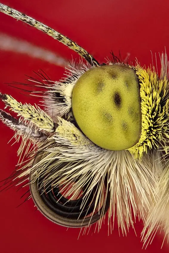 Bild: 9783039022830 | Die Formen der Natur | Faszinierende Muster und wie sie entstanden