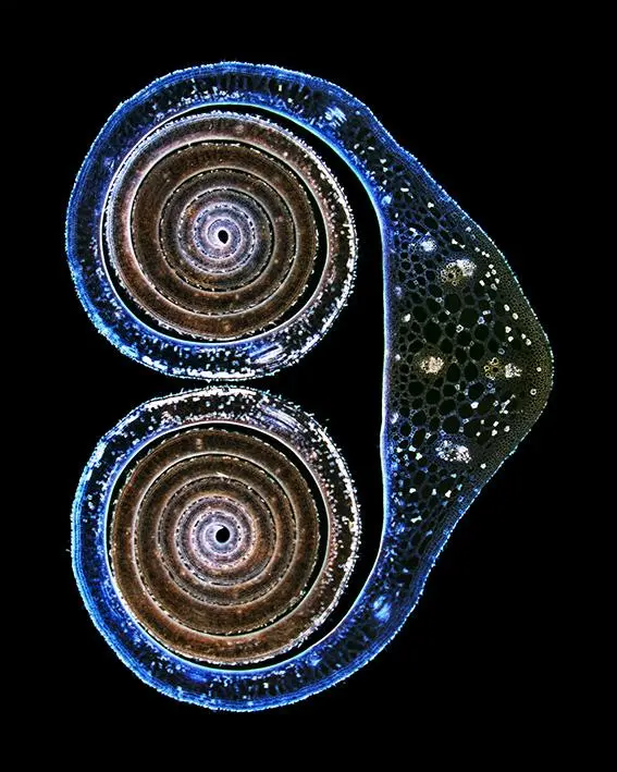 Bild: 9783039022830 | Die Formen der Natur | Faszinierende Muster und wie sie entstanden