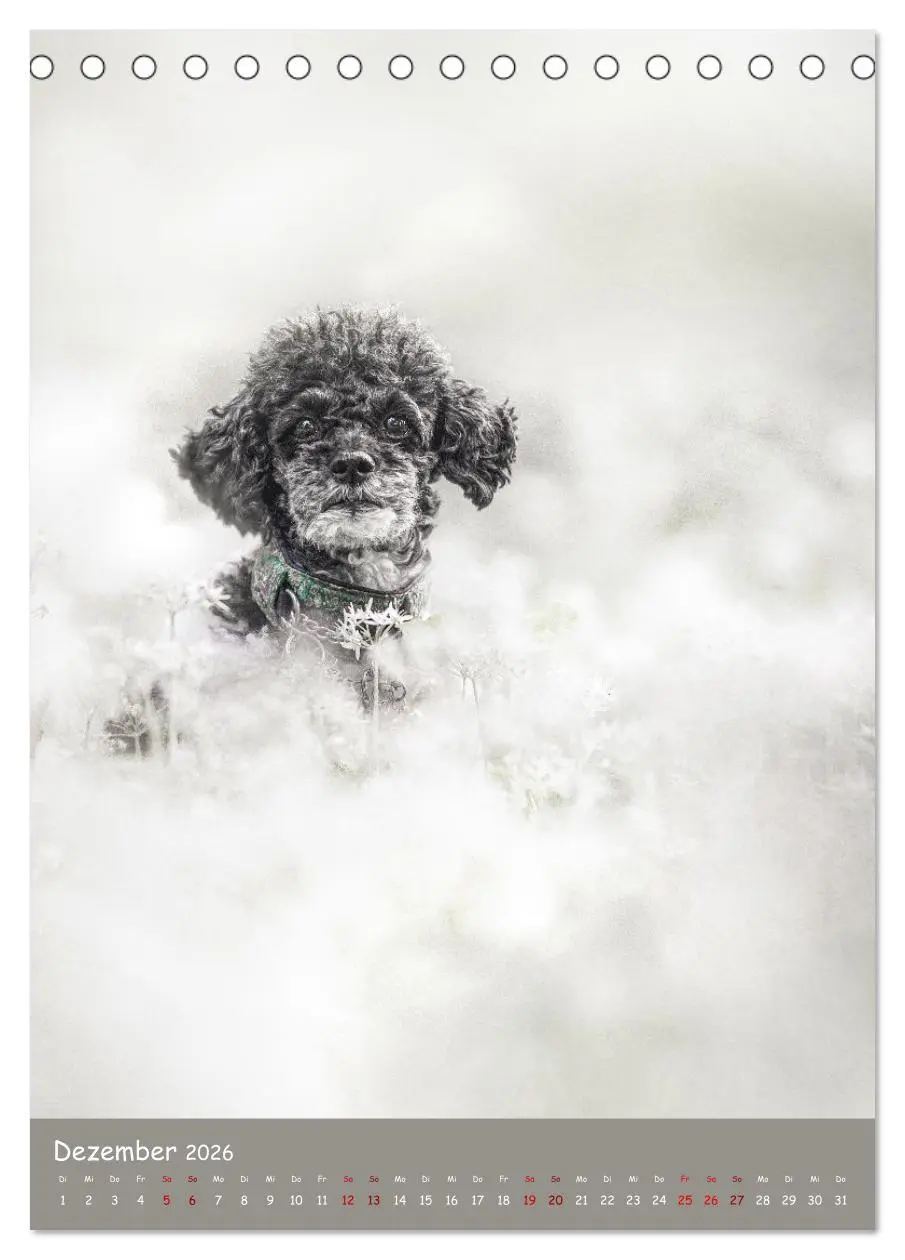 Bild: 9783516362930 | Flora Canidae - der Hunde-Blühpflanzen-Kalender (Tischkalender 2026...