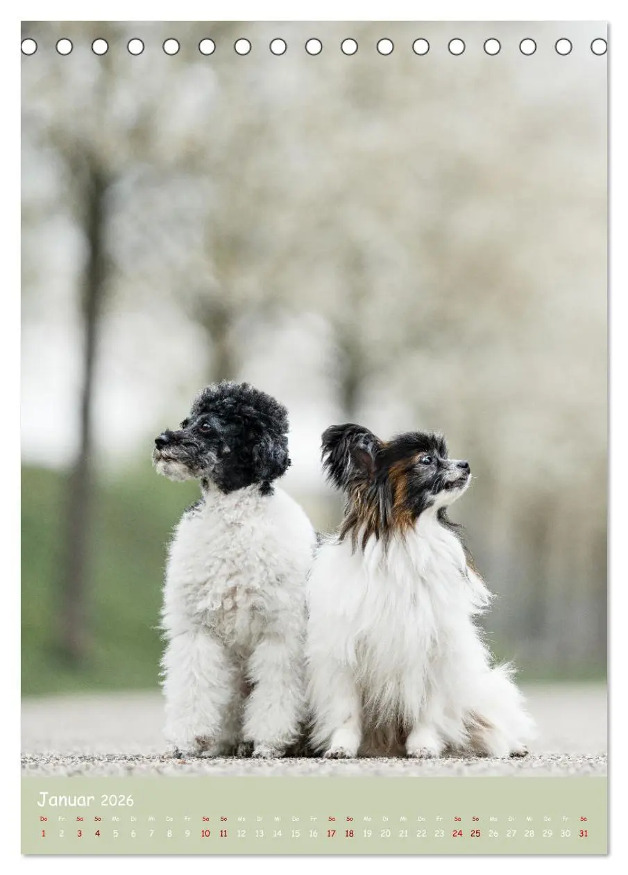Bild: 9783516362930 | Flora Canidae - der Hunde-Blühpflanzen-Kalender (Tischkalender 2026...