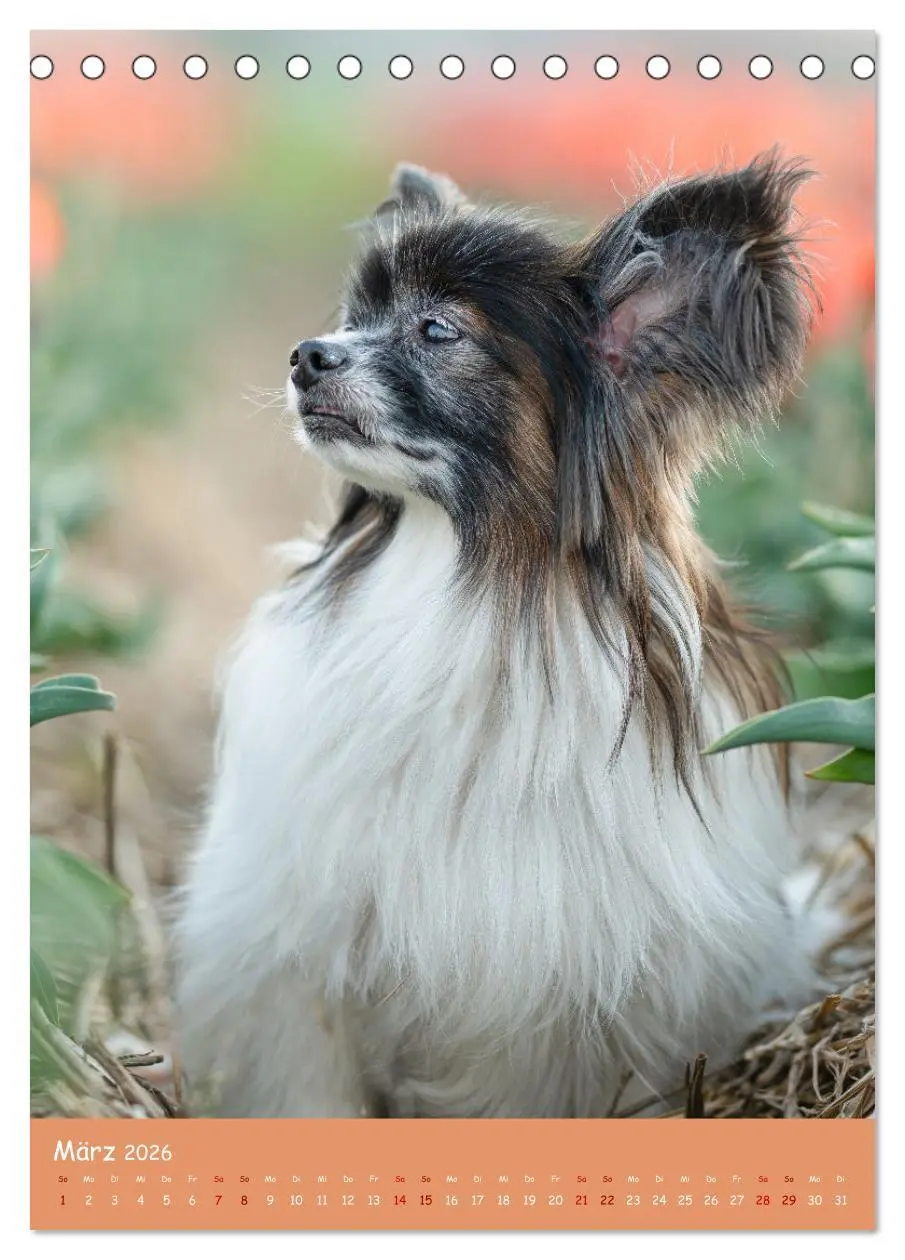 Bild: 9783516362930 | Flora Canidae - der Hunde-Blühpflanzen-Kalender (Tischkalender 2026...