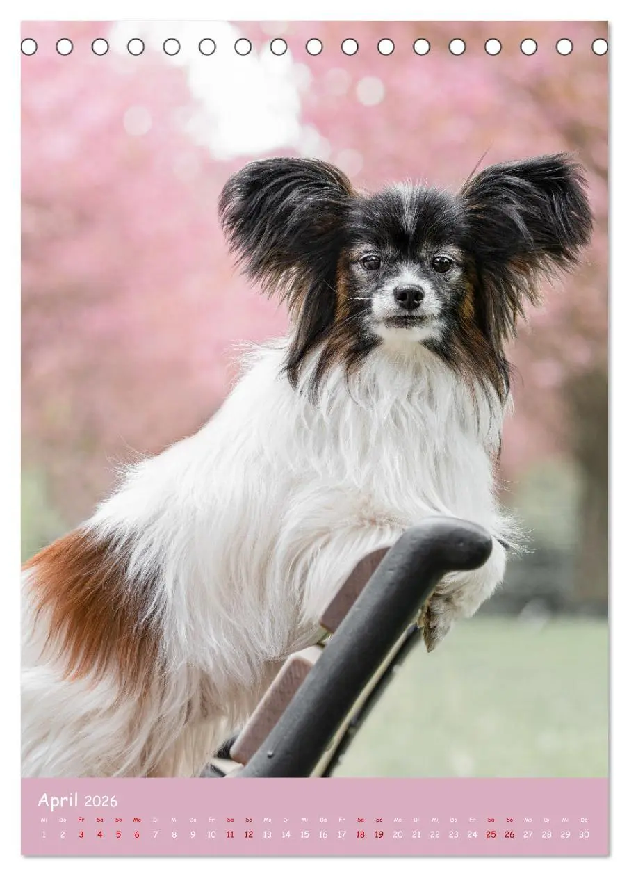 Bild: 9783516362930 | Flora Canidae - der Hunde-Blühpflanzen-Kalender (Tischkalender 2026...