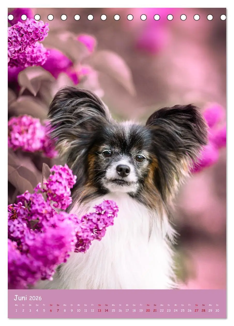 Bild: 9783516362930 | Flora Canidae - der Hunde-Blühpflanzen-Kalender (Tischkalender 2026...