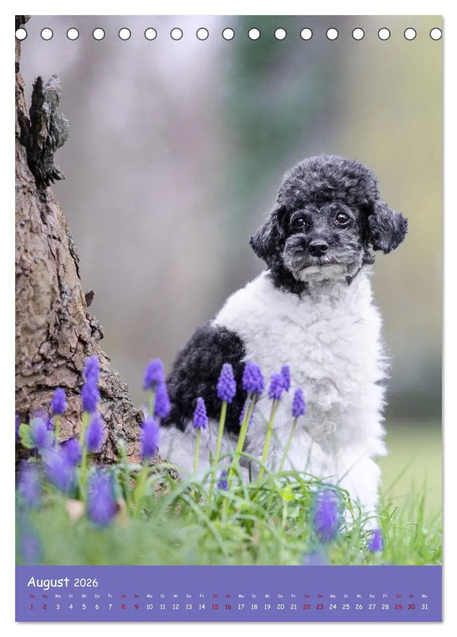 Bild: 9783516362930 | Flora Canidae - der Hunde-Blühpflanzen-Kalender (Tischkalender 2026...