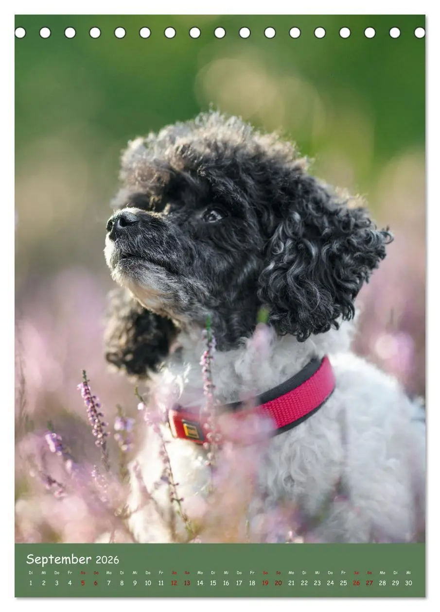 Bild: 9783516362930 | Flora Canidae - der Hunde-Blühpflanzen-Kalender (Tischkalender 2026...