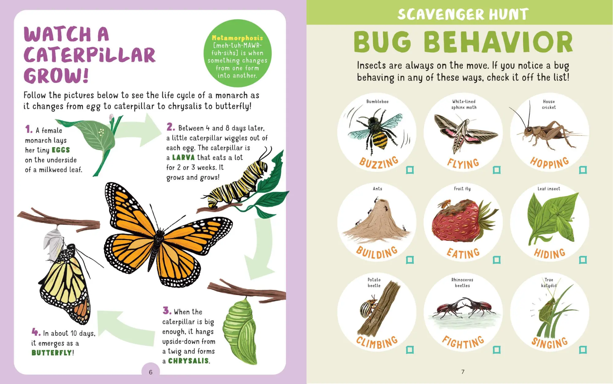 Bild: 9781635863130 | Backpack Explorer: Bug Hunt | What Will You Find? | Publishing | Buch