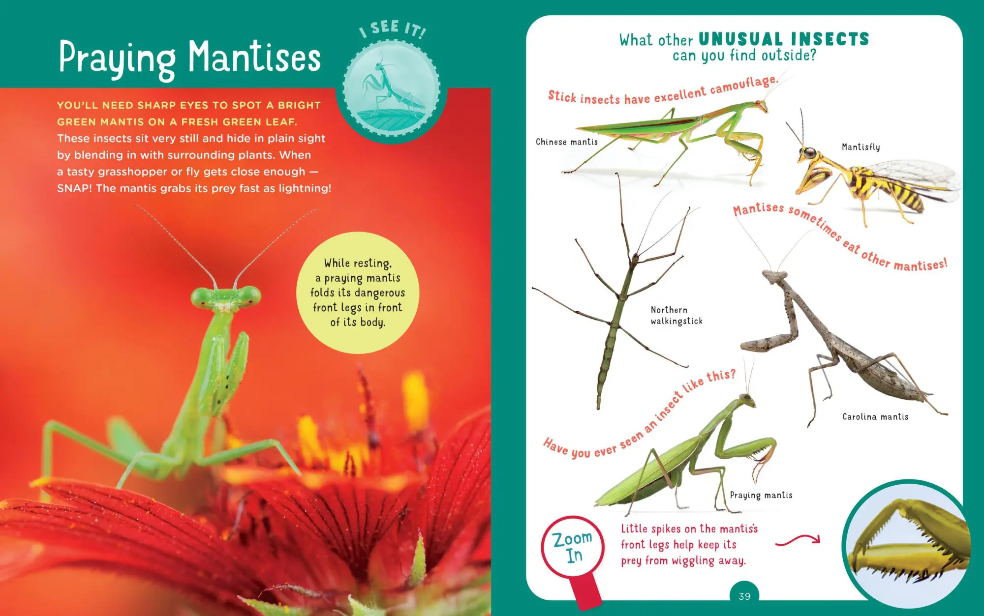 Bild: 9781635863130 | Backpack Explorer: Bug Hunt | What Will You Find? | Publishing | Buch