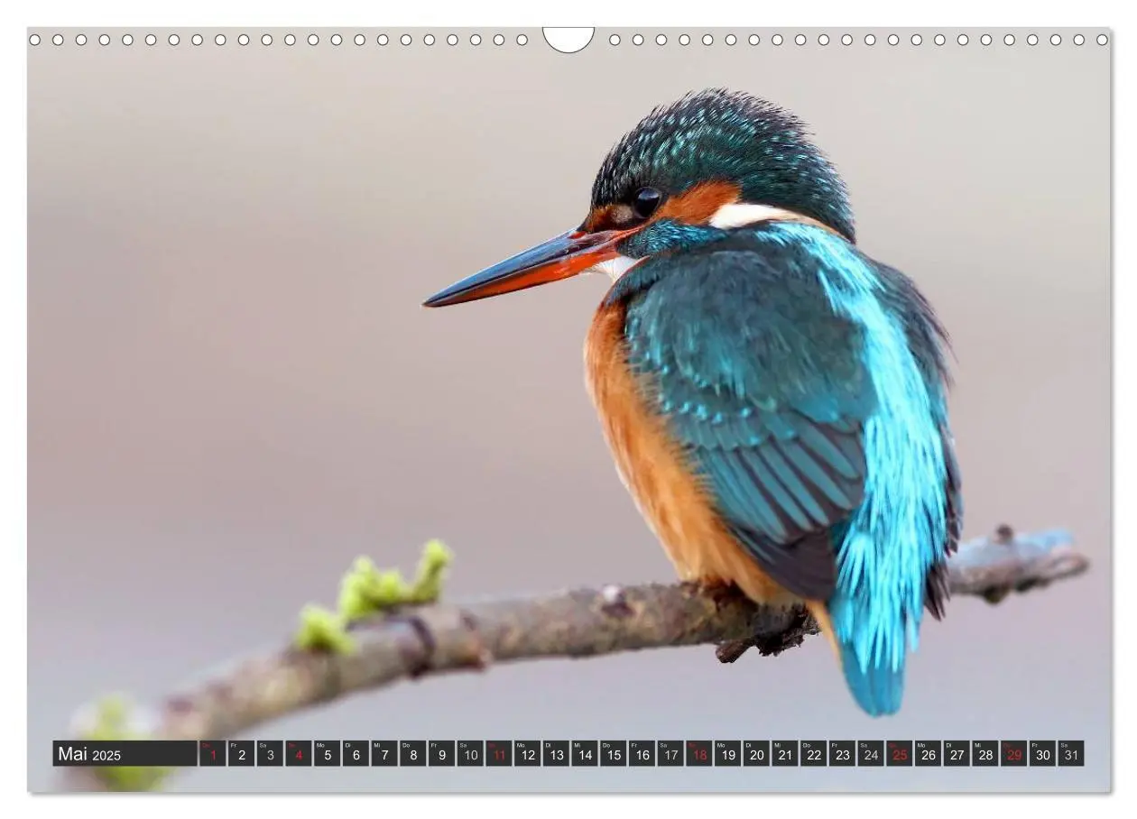 Bild: 9783435823130 | Der Eisvogel (Wandkalender 2025 DIN A3 quer), CALVENDO Monatskalender