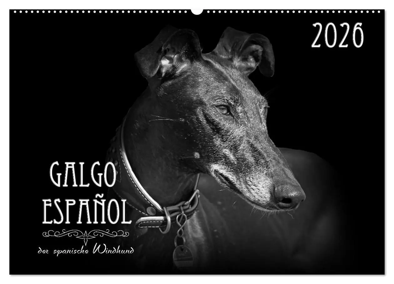 Cover: 9783457393130 | Galgo Español - der spanische Windhund 2026 (Wandkalender 2026 DIN...