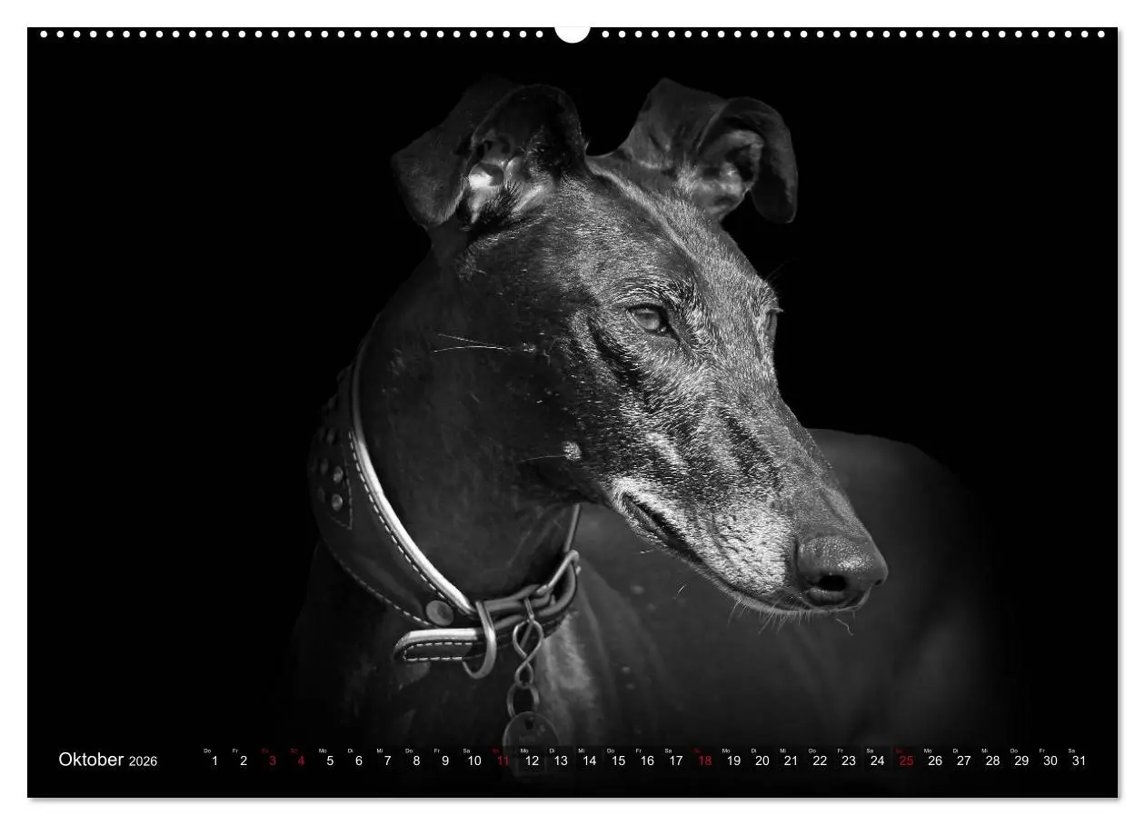 Bild: 9783457393130 | Galgo Español - der spanische Windhund 2026 (Wandkalender 2026 DIN...