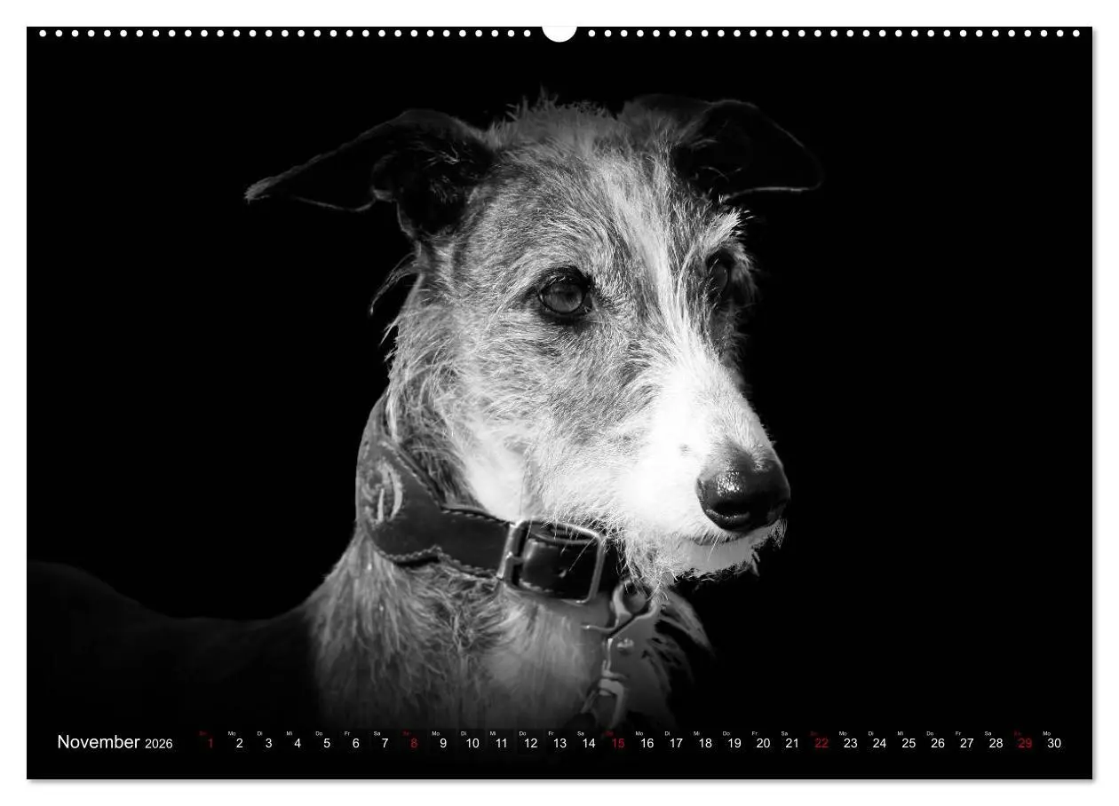 Bild: 9783457393130 | Galgo Español - der spanische Windhund 2026 (Wandkalender 2026 DIN...