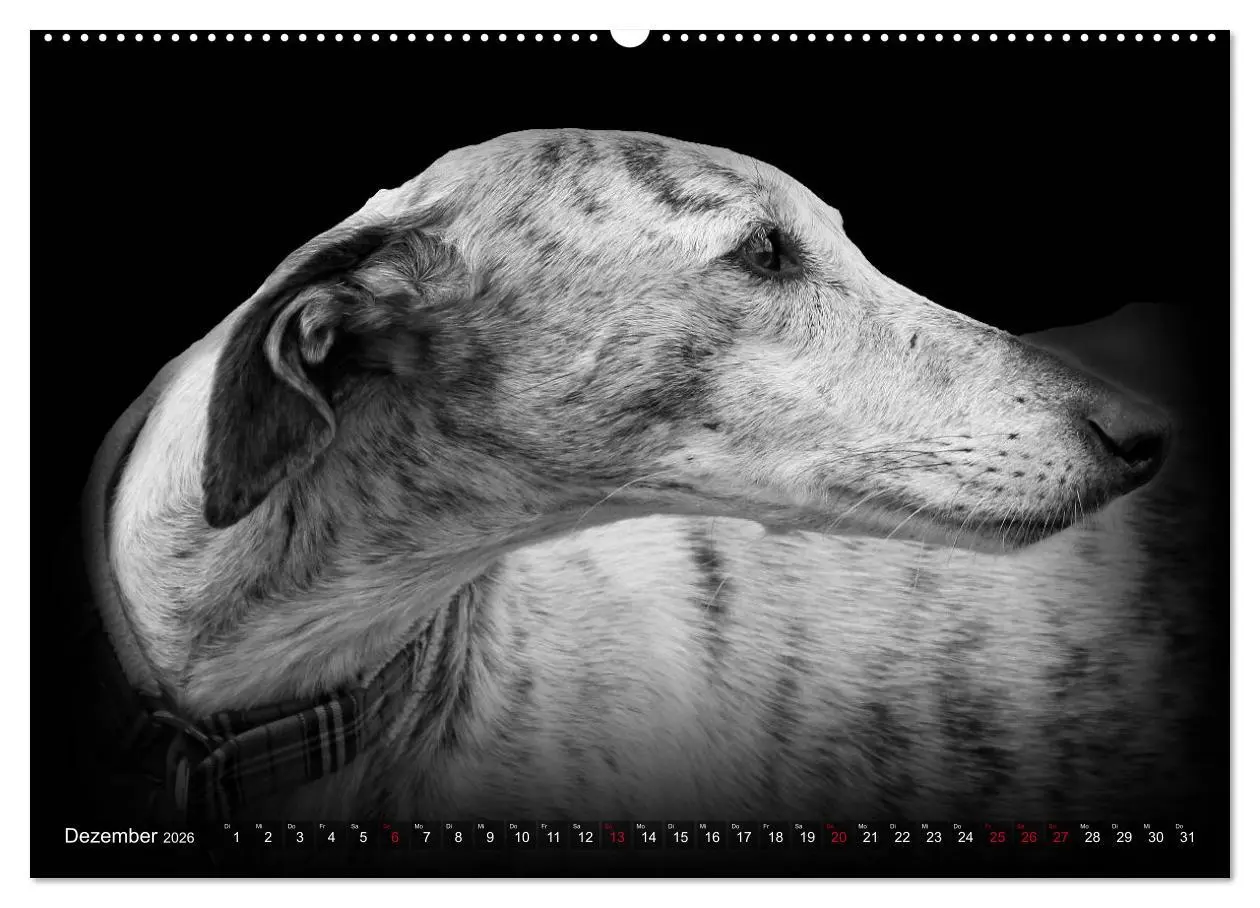 Bild: 9783457393130 | Galgo Español - der spanische Windhund 2026 (Wandkalender 2026 DIN...