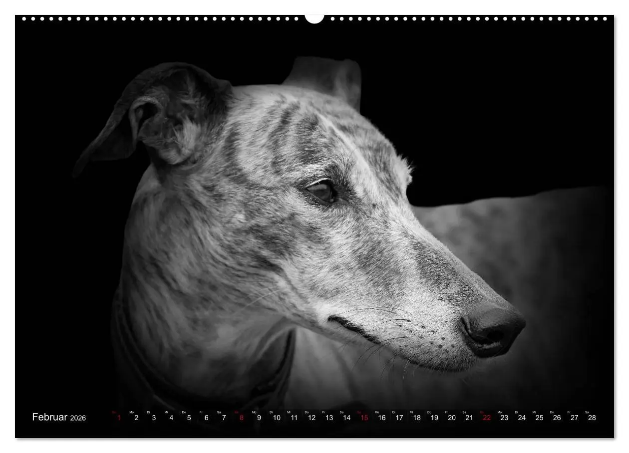Bild: 9783457393130 | Galgo Español - der spanische Windhund 2026 (Wandkalender 2026 DIN...