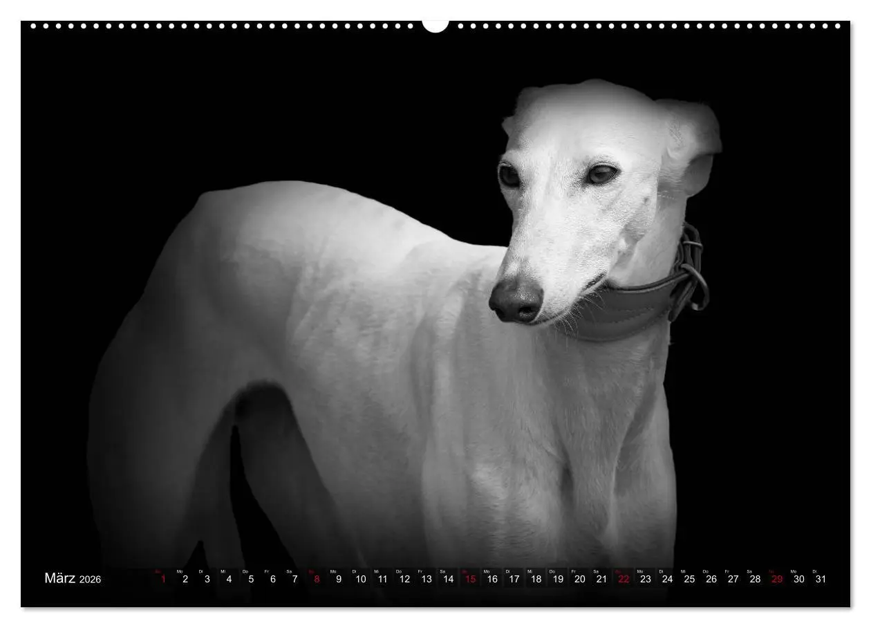 Bild: 9783457393130 | Galgo Español - der spanische Windhund 2026 (Wandkalender 2026 DIN...