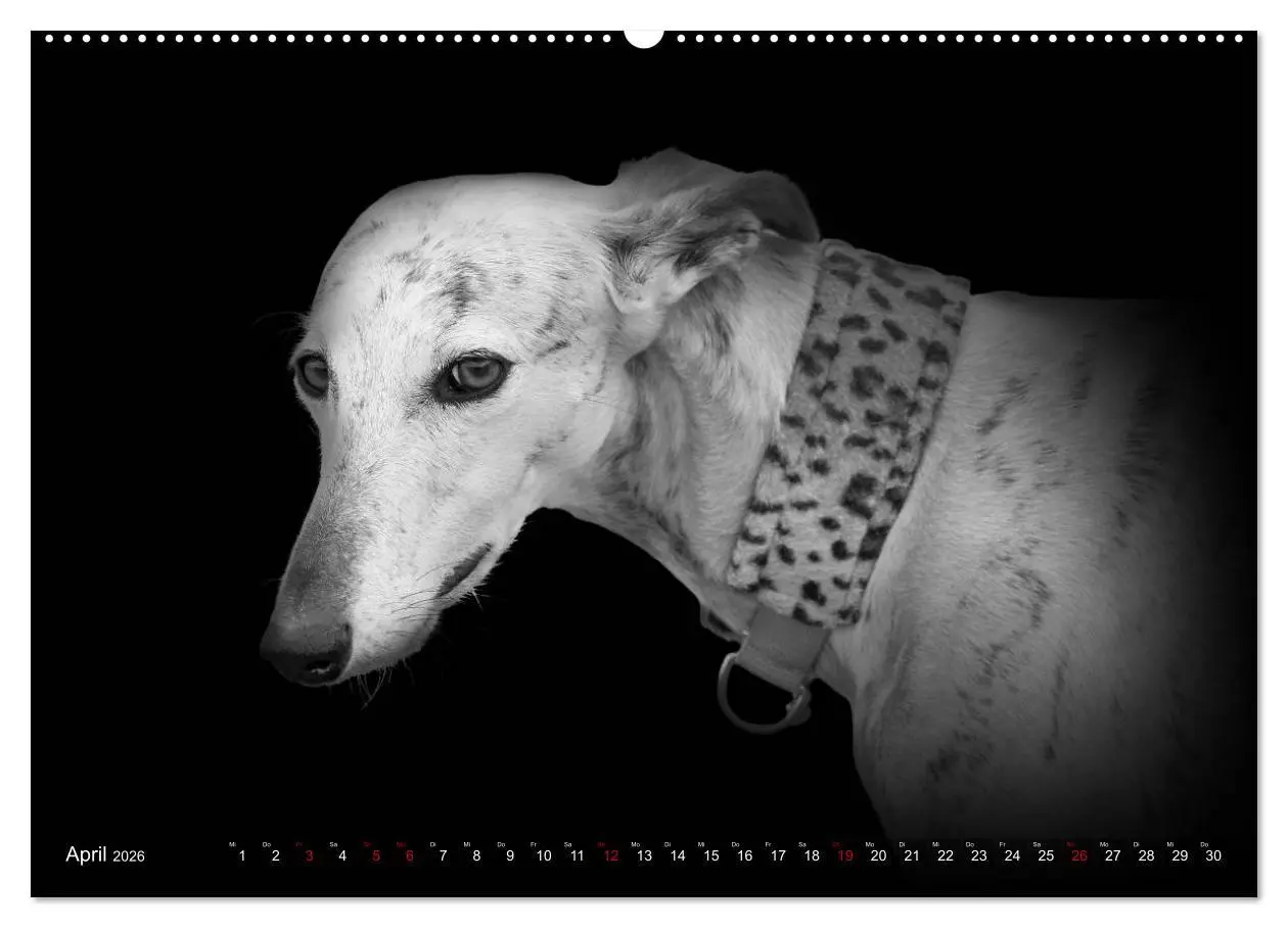 Bild: 9783457393130 | Galgo Español - der spanische Windhund 2026 (Wandkalender 2026 DIN...