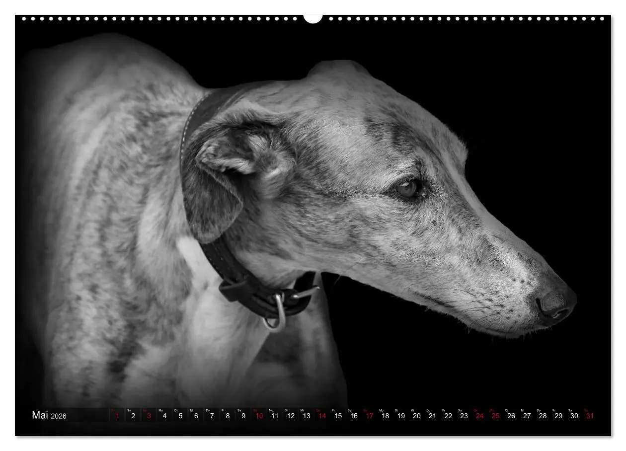 Bild: 9783457393130 | Galgo Español - der spanische Windhund 2026 (Wandkalender 2026 DIN...