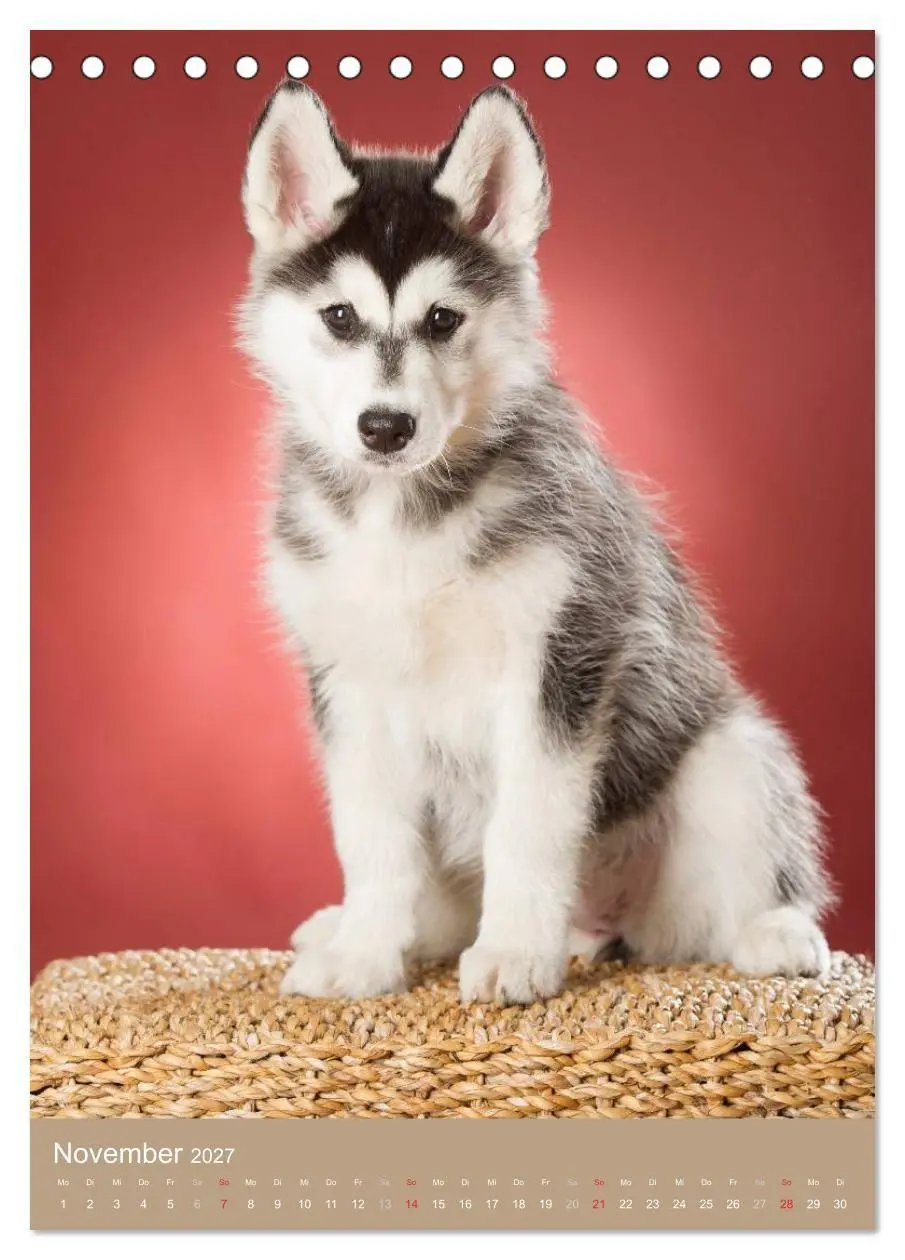 Bild: 9783594153130 | Hundekinder (Tischkalender 2027 DIN A5 hoch), CALVENDO Monatskalender