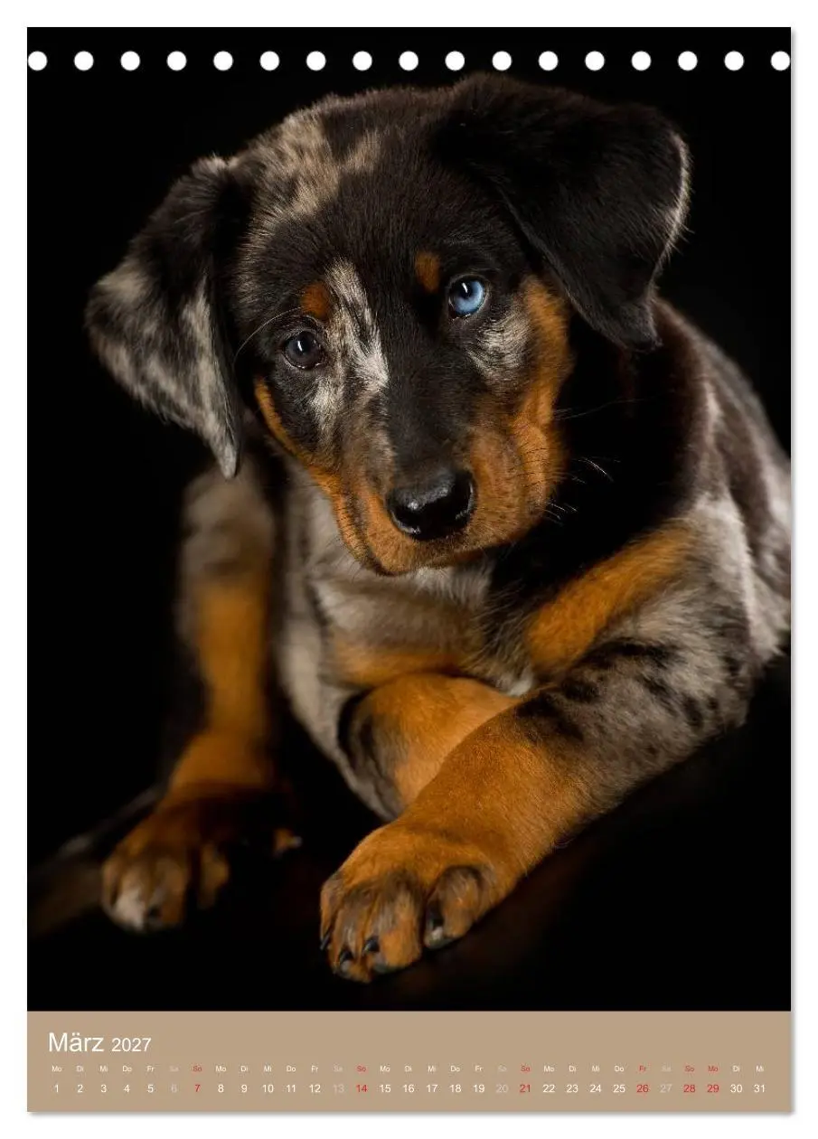 Bild: 9783594153130 | Hundekinder (Tischkalender 2027 DIN A5 hoch), CALVENDO Monatskalender