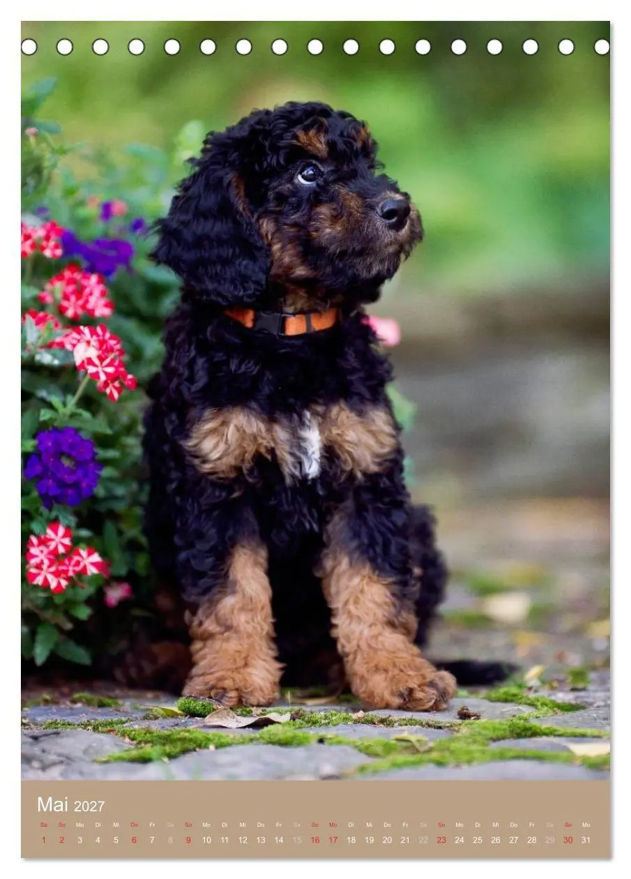 Bild: 9783594153130 | Hundekinder (Tischkalender 2027 DIN A5 hoch), CALVENDO Monatskalender