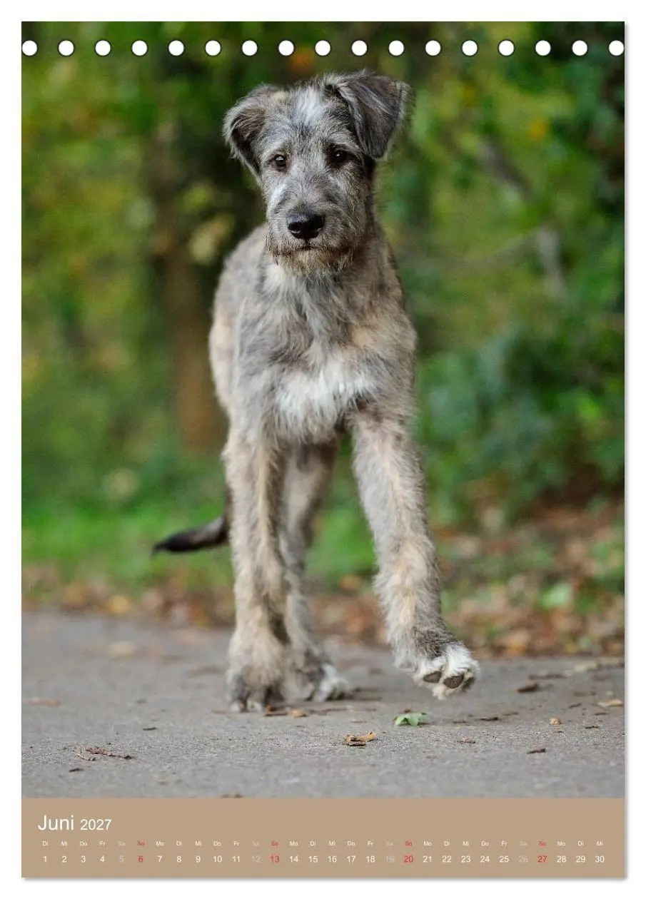 Bild: 9783594153130 | Hundekinder (Tischkalender 2027 DIN A5 hoch), CALVENDO Monatskalender