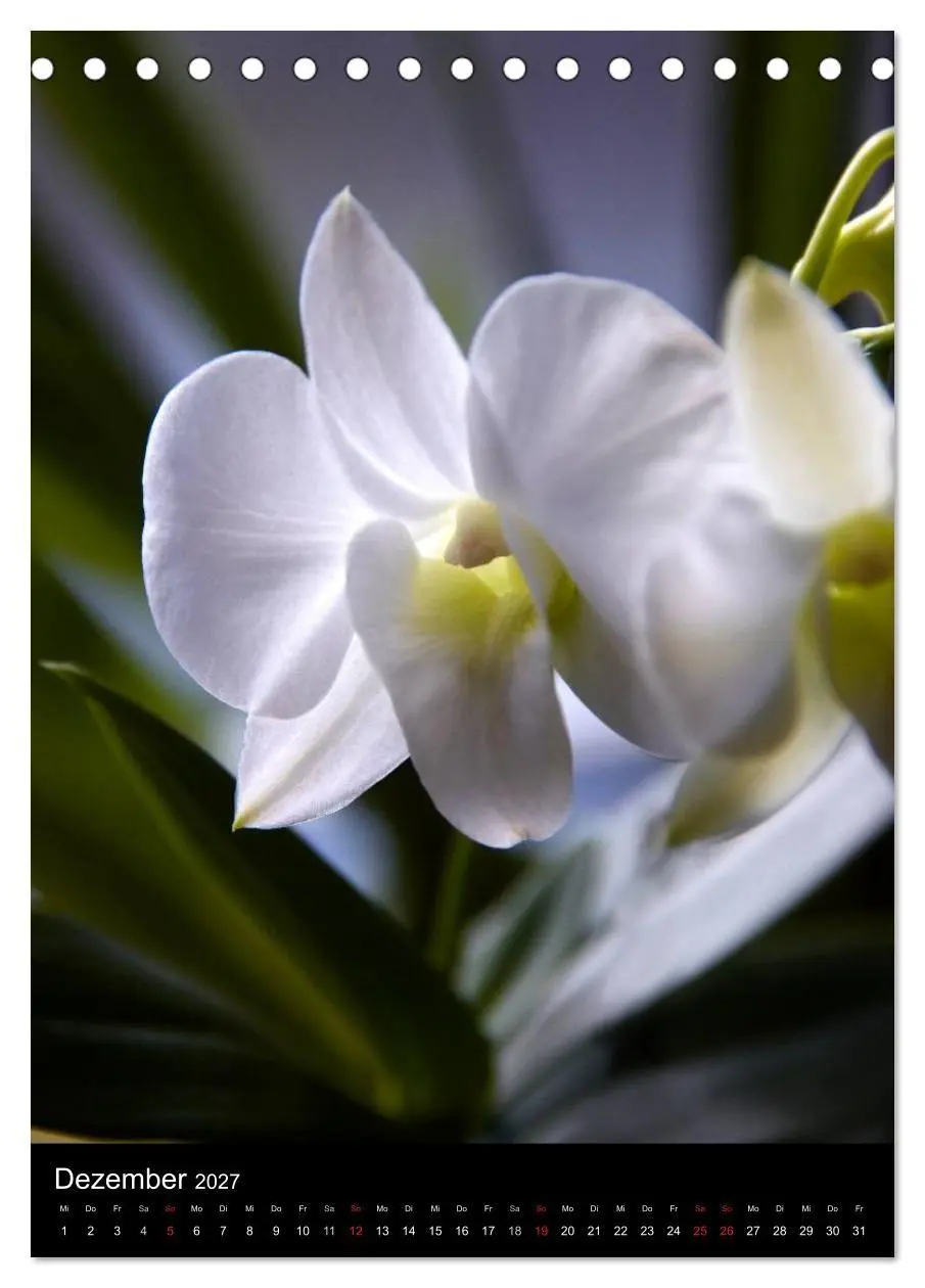 Bild: 9783594223130 | Faszination Orchideen (Tischkalender 2027 DIN A5 hoch), CALVENDO...