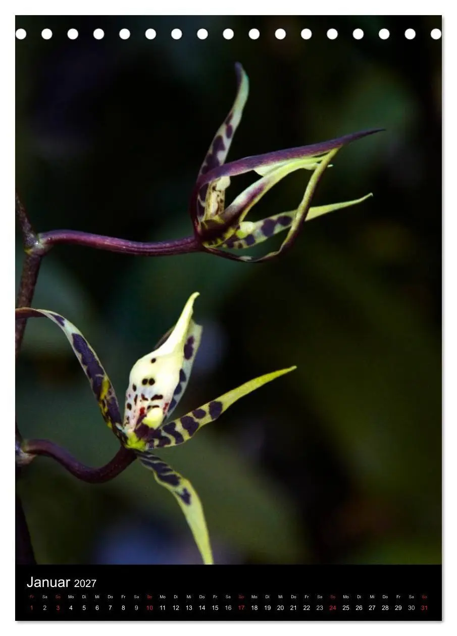 Bild: 9783594223130 | Faszination Orchideen (Tischkalender 2027 DIN A5 hoch), CALVENDO...