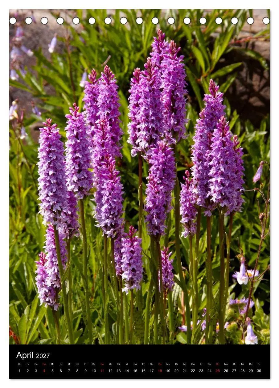 Bild: 9783594223130 | Faszination Orchideen (Tischkalender 2027 DIN A5 hoch), CALVENDO...