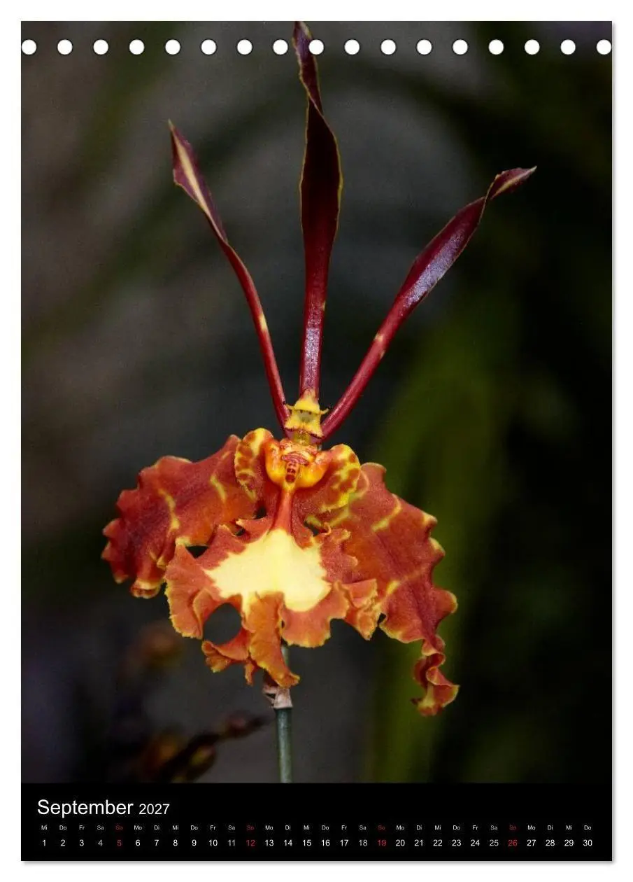 Bild: 9783594223130 | Faszination Orchideen (Tischkalender 2027 DIN A5 hoch), CALVENDO...