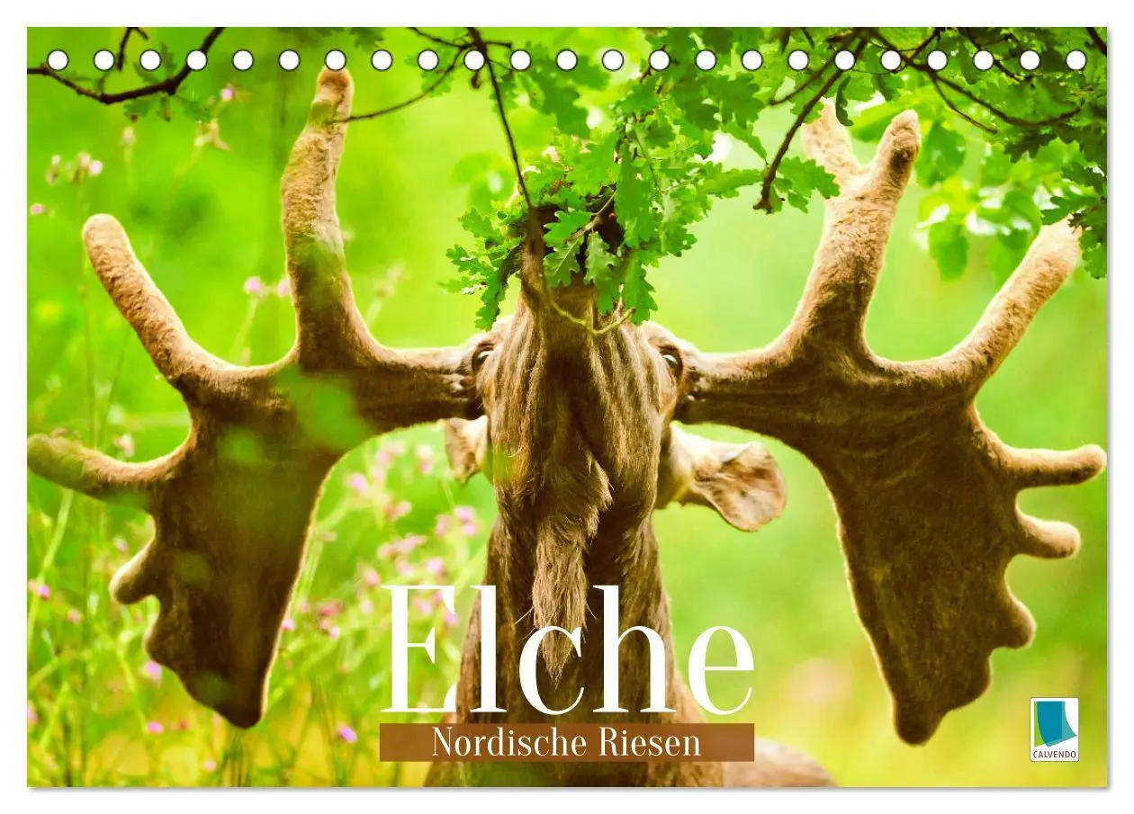 Cover: 9783457383230 | Elche: Nordische Riesen (Tischkalender 2026 DIN A5 quer), CALVENDO...