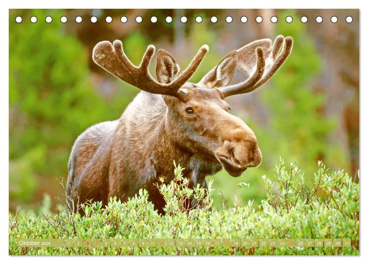 Bild: 9783457383230 | Elche: Nordische Riesen (Tischkalender 2026 DIN A5 quer), CALVENDO...