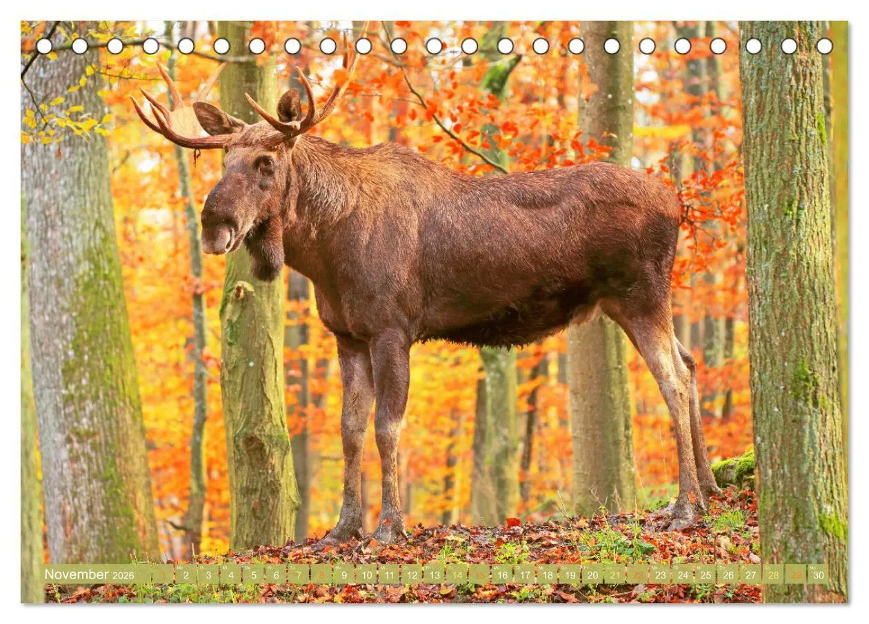 Bild: 9783457383230 | Elche: Nordische Riesen (Tischkalender 2026 DIN A5 quer), CALVENDO...