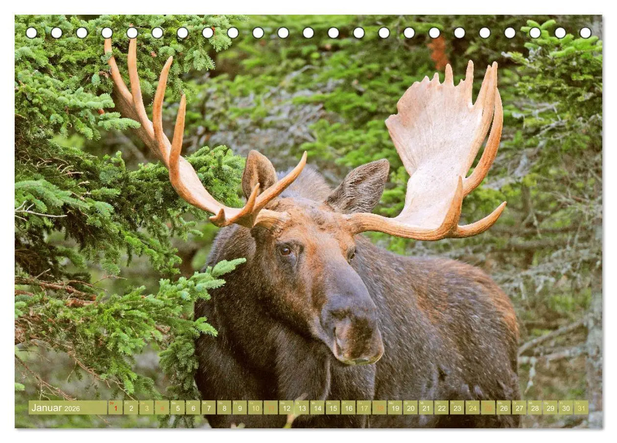 Bild: 9783457383230 | Elche: Nordische Riesen (Tischkalender 2026 DIN A5 quer), CALVENDO...