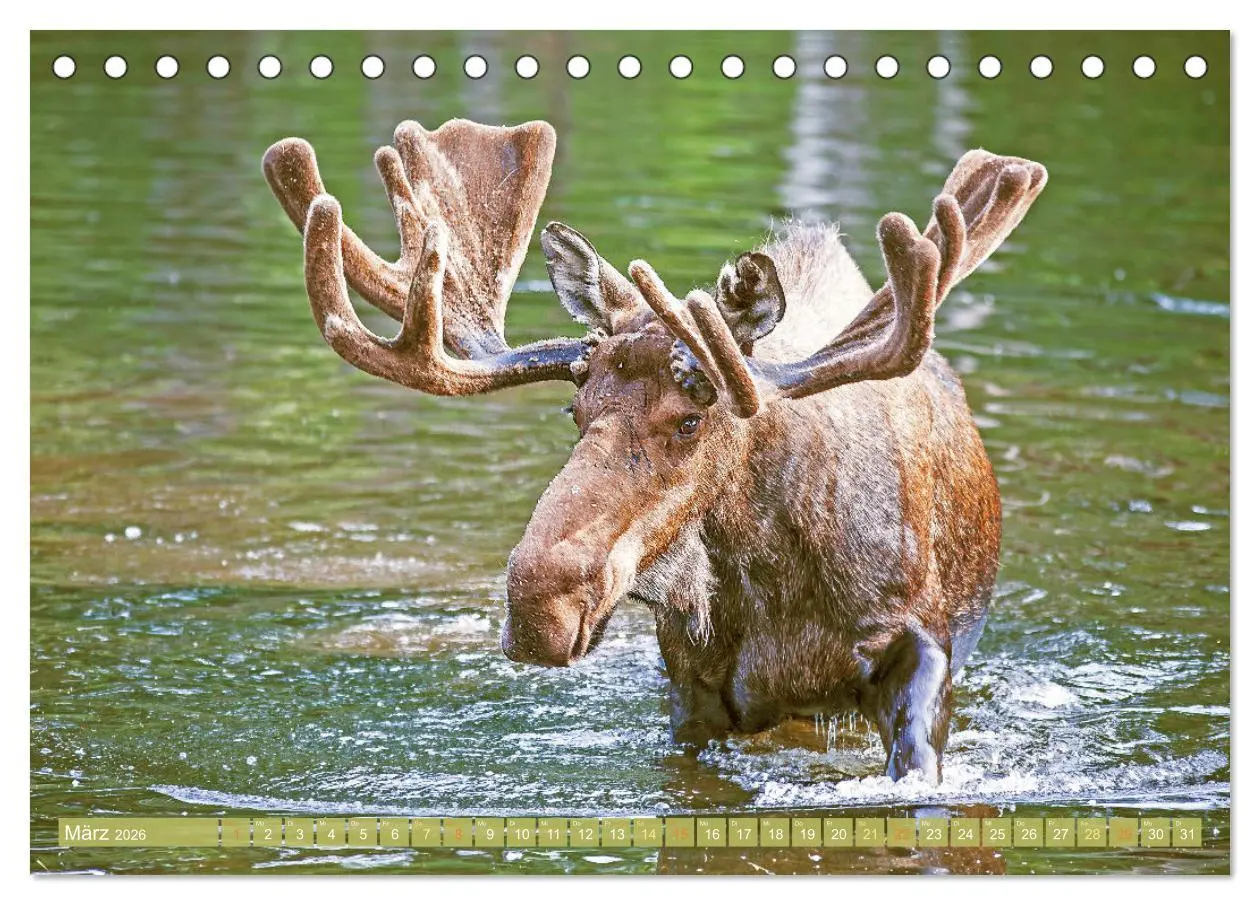 Bild: 9783457383230 | Elche: Nordische Riesen (Tischkalender 2026 DIN A5 quer), CALVENDO...