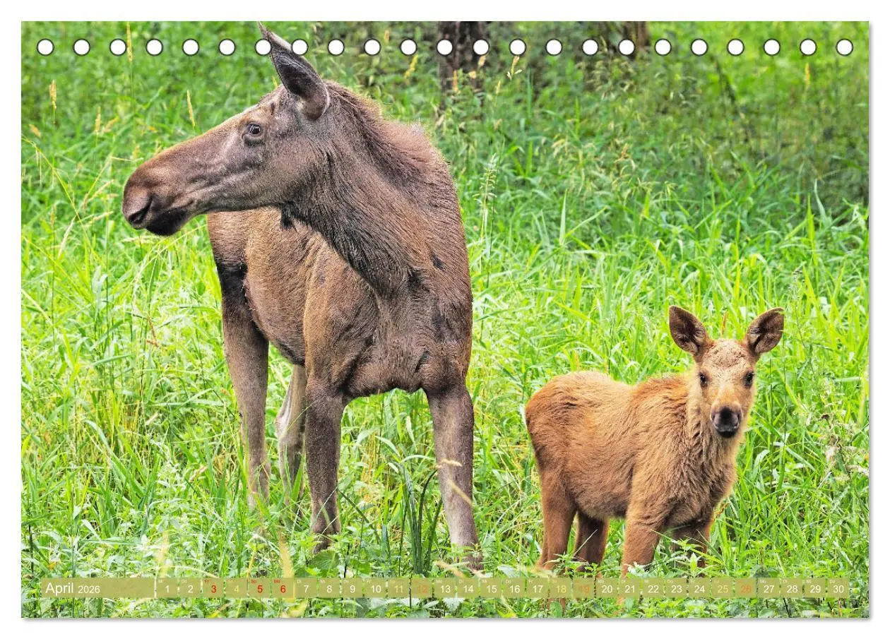 Bild: 9783457383230 | Elche: Nordische Riesen (Tischkalender 2026 DIN A5 quer), CALVENDO...