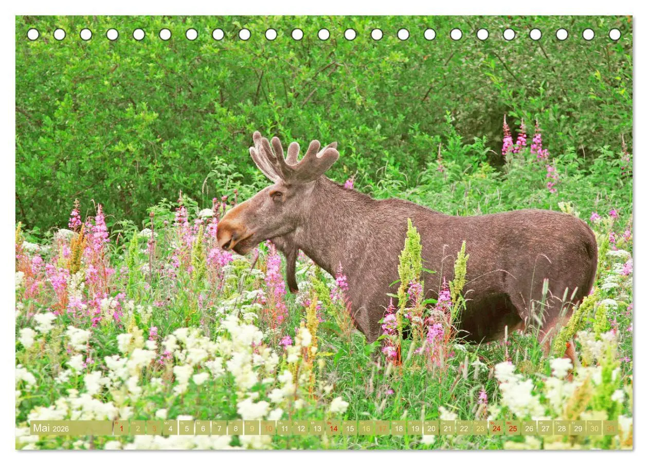 Bild: 9783457383230 | Elche: Nordische Riesen (Tischkalender 2026 DIN A5 quer), CALVENDO...