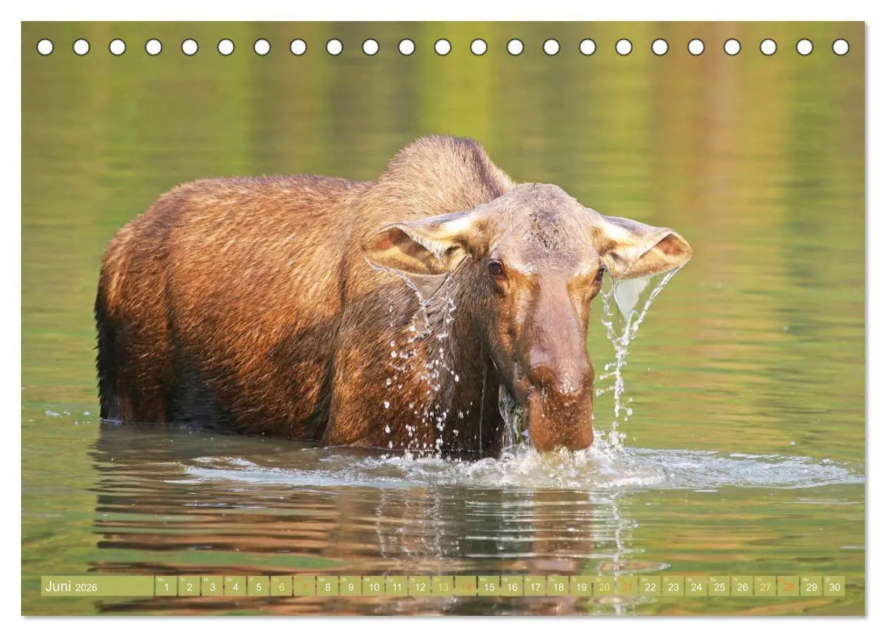 Bild: 9783457383230 | Elche: Nordische Riesen (Tischkalender 2026 DIN A5 quer), CALVENDO...