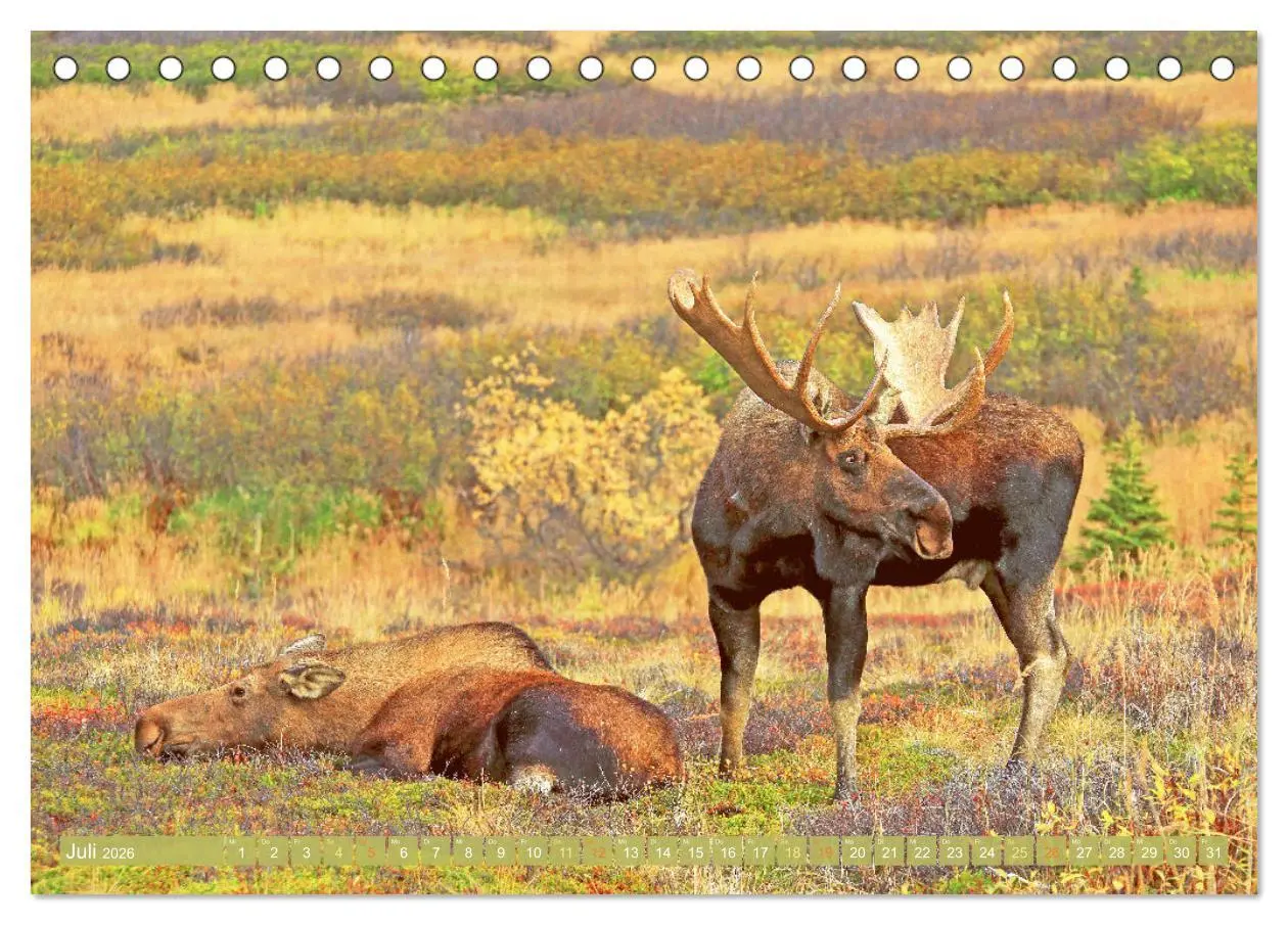 Bild: 9783457383230 | Elche: Nordische Riesen (Tischkalender 2026 DIN A5 quer), CALVENDO...