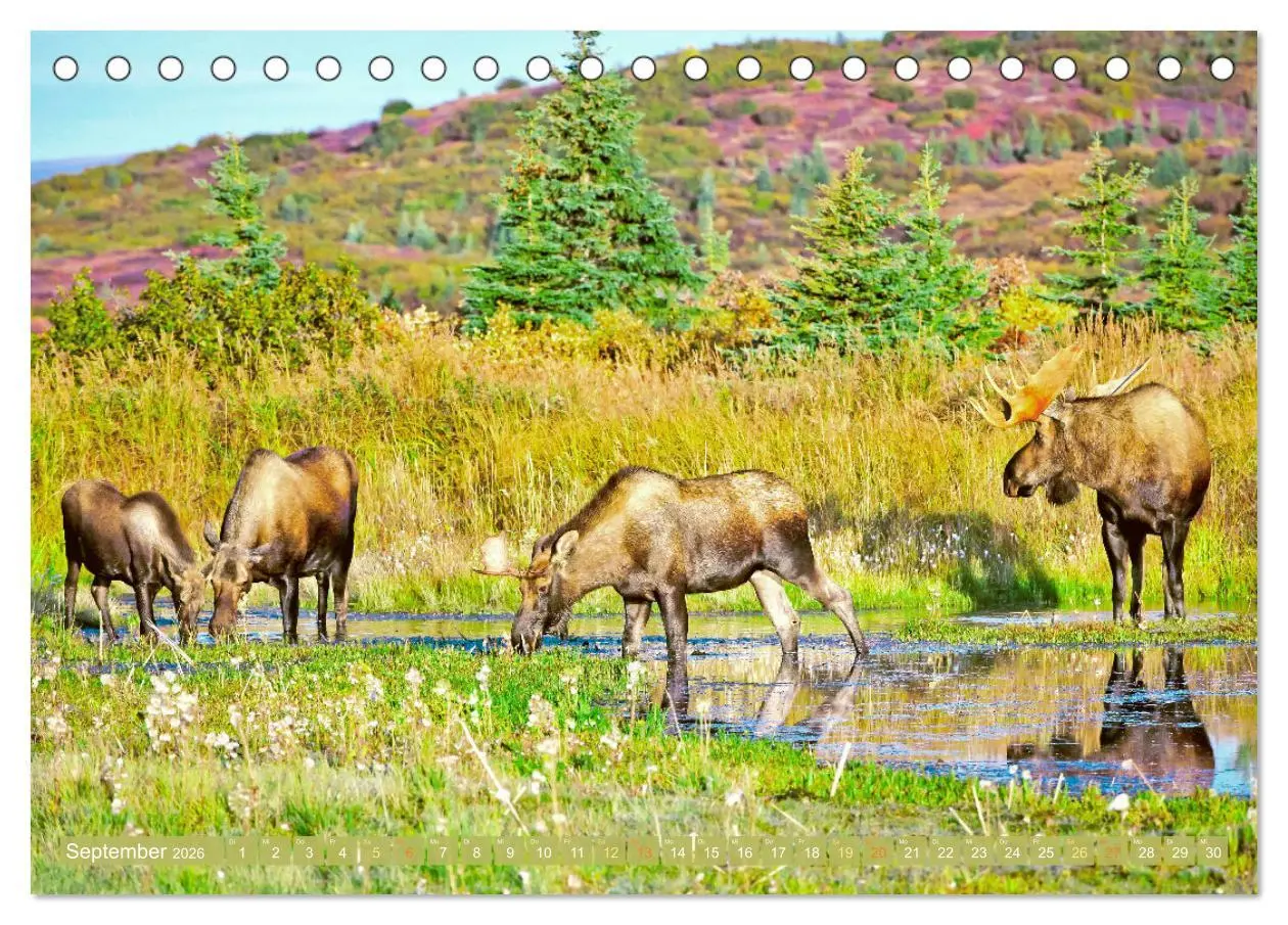 Bild: 9783457383230 | Elche: Nordische Riesen (Tischkalender 2026 DIN A5 quer), CALVENDO...