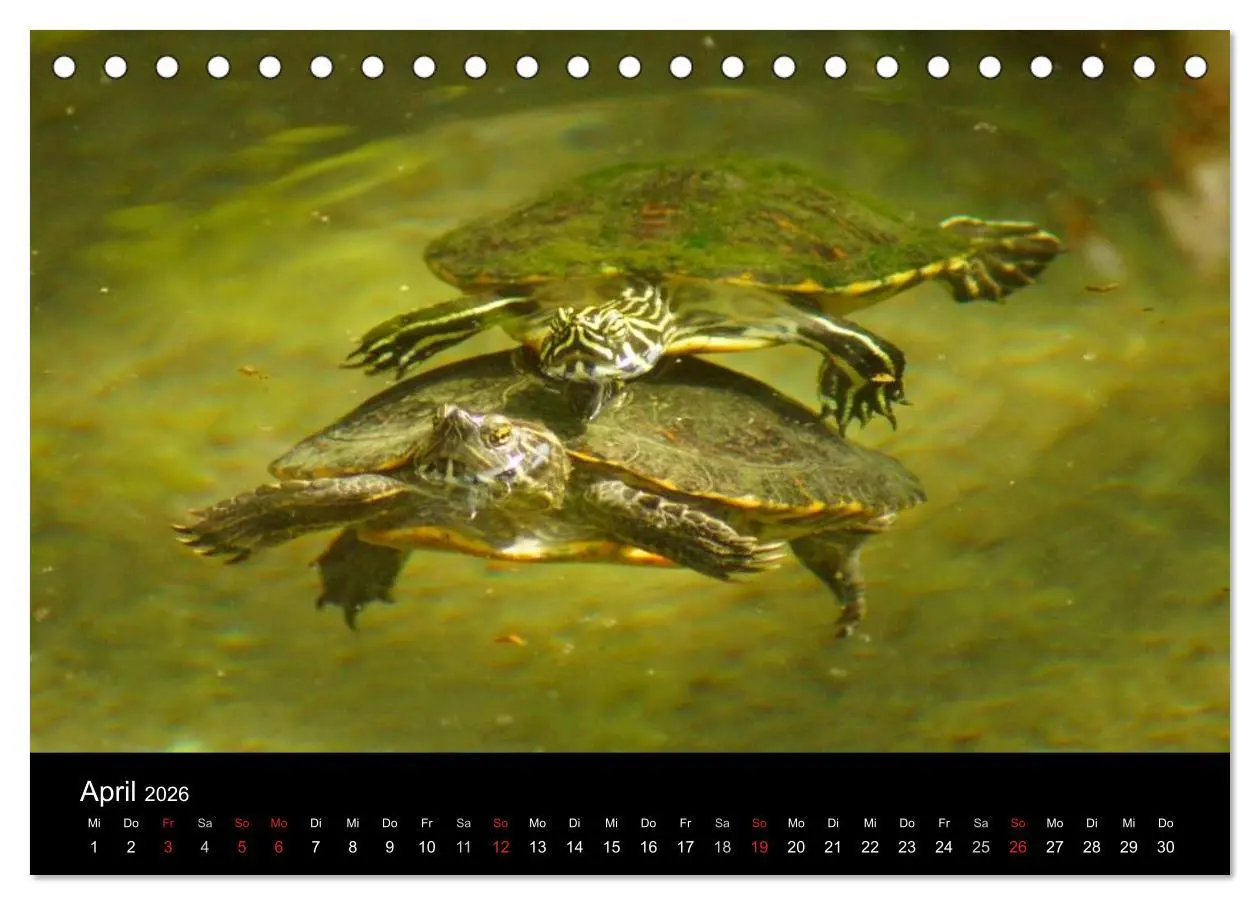 Bild: 9783516163230 | Das Leben der Schildkröten (Tischkalender 2026 DIN A5 quer),...