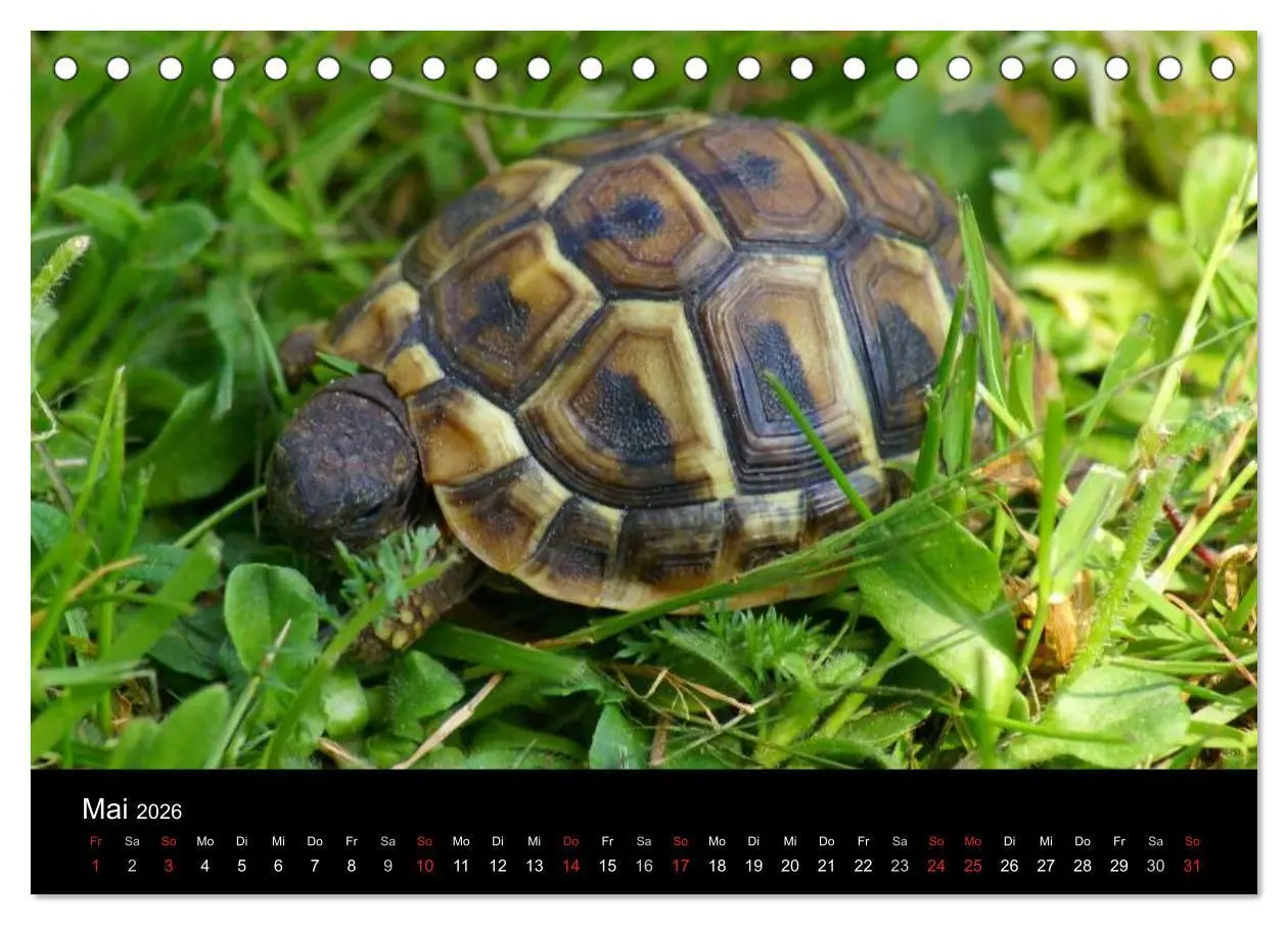 Bild: 9783516163230 | Das Leben der Schildkröten (Tischkalender 2026 DIN A5 quer),...