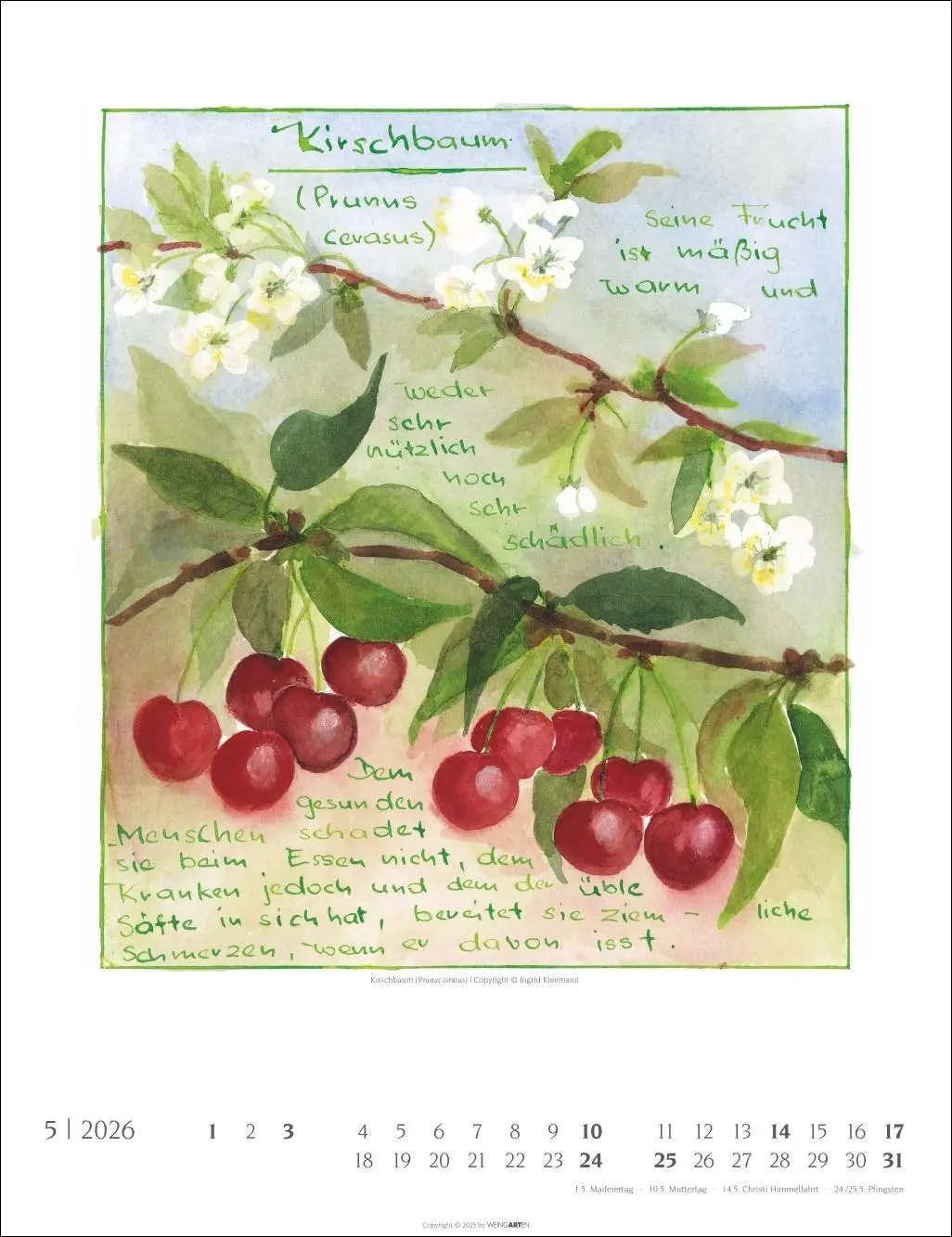 Bild: 9783839903230 | Hildegard von Bingen Kalender 2026 | Ingrid Kleemann | Kalender | 2026